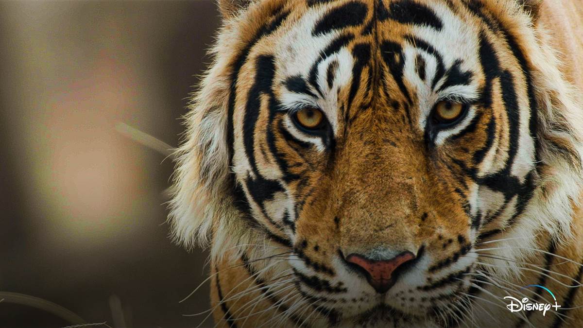 Disney+ Shares First Look at New Disneynature Film "Tiger