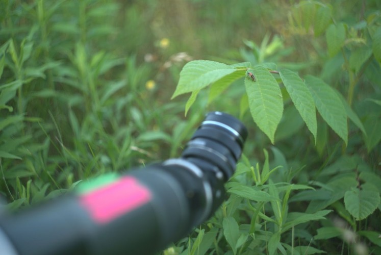 A close-up of a firefly is filmed for the 'Love In A Forest' episode of 'A Real Bug's Life.' (National Geographic/Tom Oldridge)